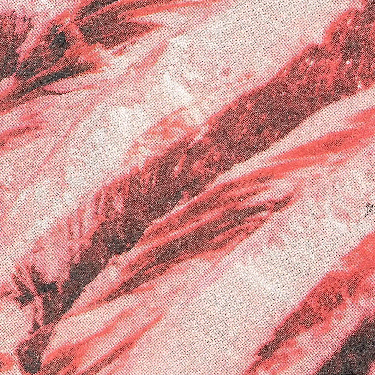 Macro scan of a printed image: dense coral-red and dark maroon diagonal strokes over pink paper, with the halftone rosette of the print screen filling the lighter areas