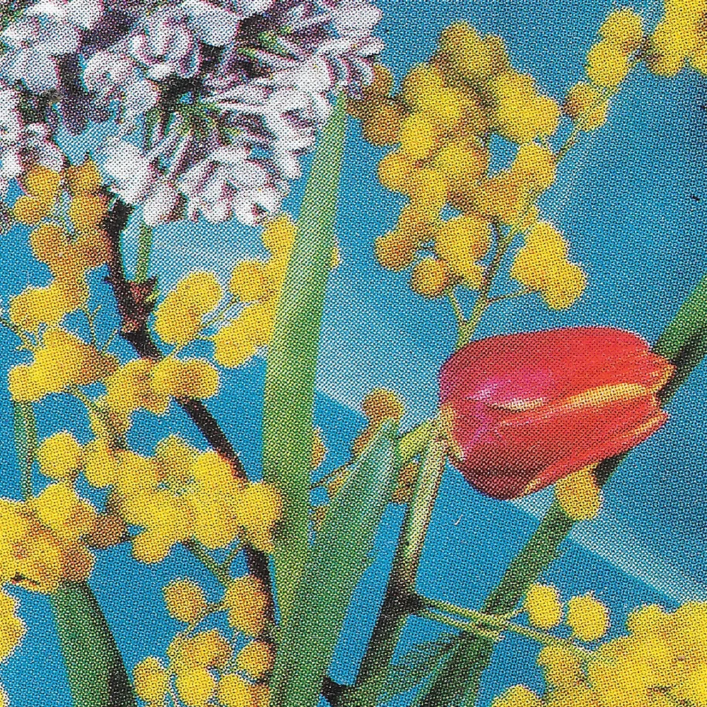 Macro scan of the same postcard: the mimosa, a tulip and the blue ground enlarged until the four-colour screen breaks the flowers into dots